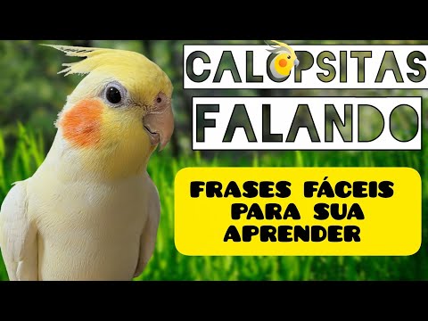 🦜Calopsitas falando frases curtas e fáceis  da sua calopsita aprender - Treino para calopsita falar💬