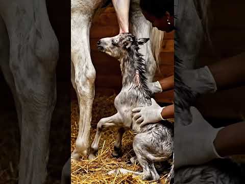 Emergency Horse Birth – Vet Saves Two Lives