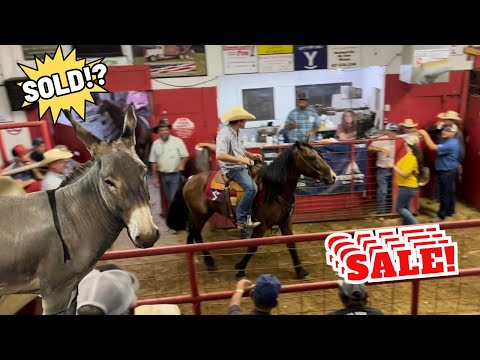 SMALL TOWN HORSE AUCTION - DID WE BID?