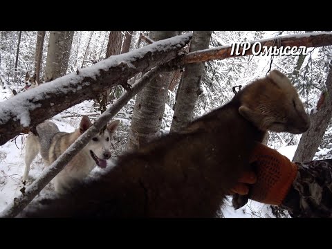 Вот и соболь.Капкан для подписчика.