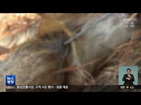 2025.12.19 KBS강원 뉴스광장
