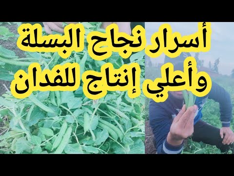أسرار نجاح محصول البسلة وكيفية الحصول علي أعلي إنتاج لفدان البسلة