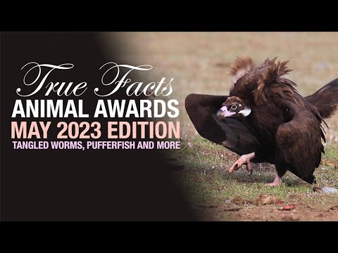True Facts Animal Awards: Tangle Worms, Creepiest Dave & Much More