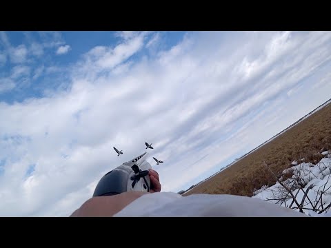 Goose Hunting. Spring 2025.