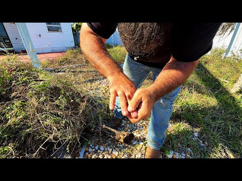 I Was Forced to Stop When I Got Bit While Pulling Weeds Bare Handed