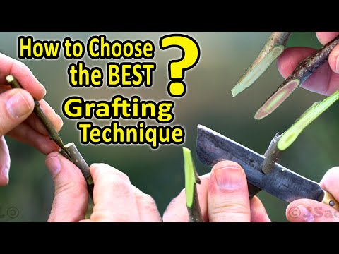Best Grafting Techniques | WHICH Grafting Technique should I CHOOSE, when grafting fruit trees?