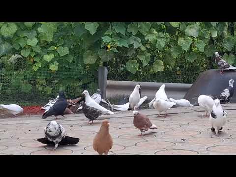 Бакинские голуби знаменитого Дато в Нальчике!