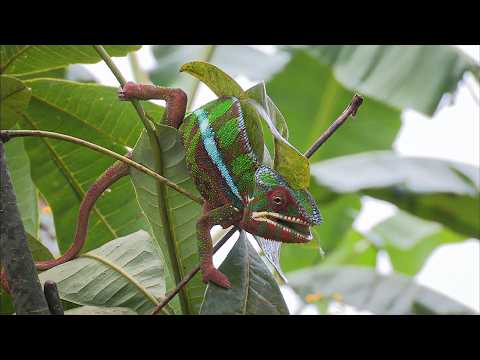 Madagascar: The Secret Guardians of the Wild