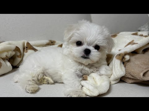 인형같은 아기강아지 말티즈 입양 브이로그