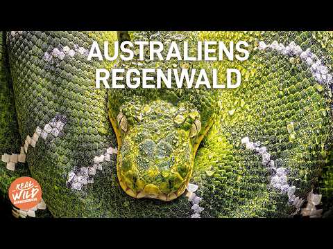 In den Tiefen des Daintree Regenwalds | Doku