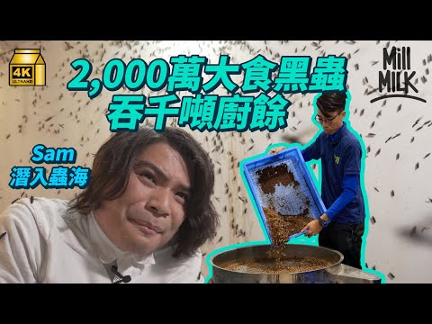 #MM｜90後裸辭銀行工作 上水租過萬呎建廠養2,000萬大食蟲蟲 燃燒積蓄養蟲幫手吞過千噸廚餘！Sam親身走入黑水虻成蟲室 蟲蟲飛滿全身！黑水虻食廚餘後可變肥料和動物飼料｜#700萬種生活 #4K