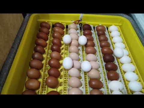 РЕЖИМ ІНКУБАЦІЇ КУРЯЧИХ ЯЄЦЬ В ІНКУБАТОРАХ ТЕПЛУША! НАЙКРАЩИЙ СПОСІБ ІНКУБАЦІЇ! СУПЕР РЕЗУЛЬТАТИ
