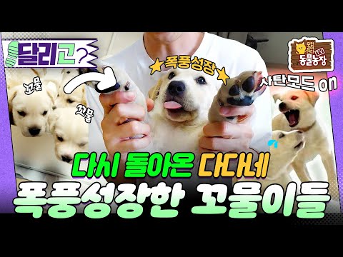 [🏃‍#달리GO] 한 달 만에 ⭐폭풍 성장⭐ 꼬물이에서 사고뭉치가 돼서 돌아온 다다네!🐶 그런데 사라진 6마리?!😭 #TV동물농장 #달리 #DALI