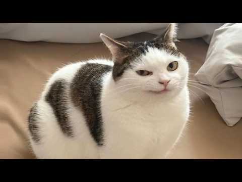 Cats and dogs are STRANGE creatures.You Laugh You Lose 😂