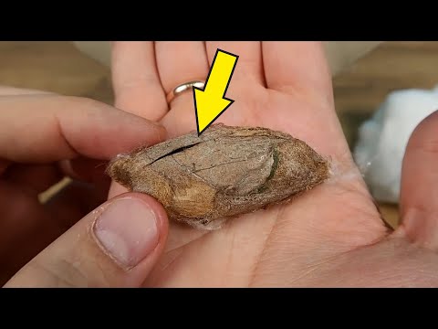 The World's Largest Butterfly Crawled Out of This Cocoon How It Happened