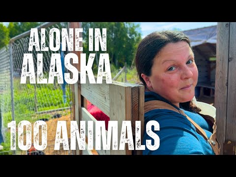 Alone Off Grid in Alaska's Wilderness -  I'm All They Have