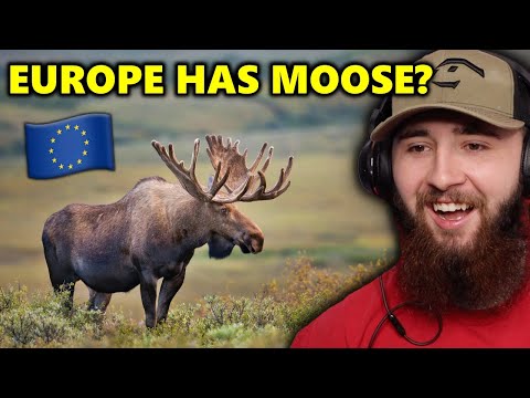 American Reacts to European Animals vs American Animals *SHOCKING*