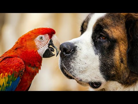 When a Parrot Chooses a Dog as a Friend… Nobody Saw This Coming 😍🐶🦜