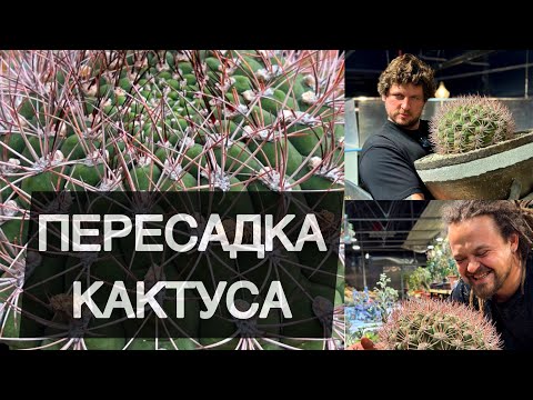 КАК ПЕРЕСАДИТЬ БОЛЬШОЙ КОЛЮЧИЙ КАКТУС ПРАВИЛЬНО, БЫСТРО, БЕЗОПАСНО, АККУРАТНО, ВЕСЕЛО И СО ВКУСОМ