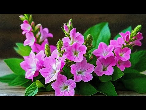 Самая красивая музыка в мире 🌿 Сергей Грищук – До слез трогает душу и успокаивает нервную систему
