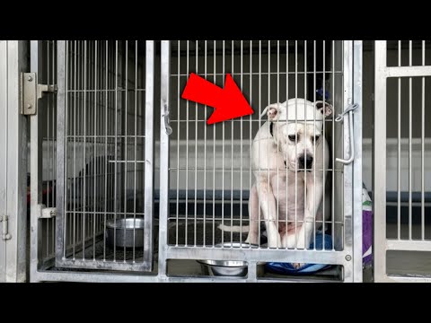 An seinem letzten Tag tat der Tierheimhund etwas, das niemand erwartete