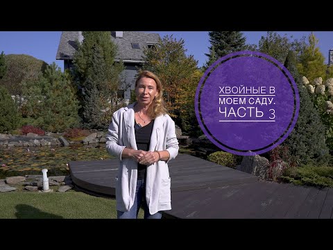 ХВОЙНЫЕ В МОЕМ САДУ. 3 ЧАСТЬ.