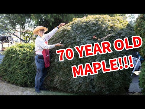 The most challenging Japanese maple we've ever pruned! Look at what's hidden underneath!