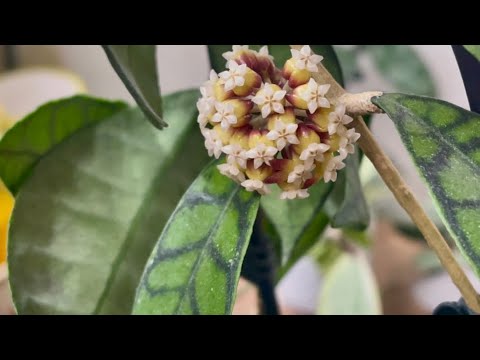 My hoya 💚💚💚 #hoya #plants