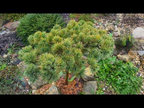 Сосны в моем саду, обзор. Разнообразие форм и расцветок. Забегайте ко мне в Телеграмм канал.😉