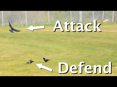 Crafty Crows Doing Their "Hook" Alarm Body Language