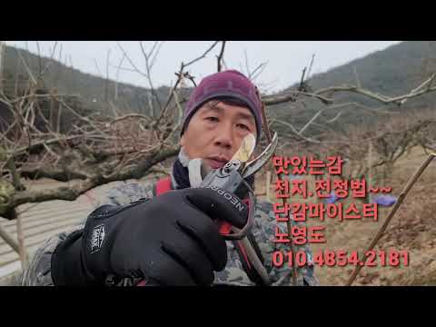 #맛있는감재배.#정지전정2탄~~ #한그루다함 #한시간  #노영도 #감나무는감이열림 #농업마이스터