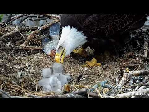 Sr. T, el águila calva polígama: dos nidos, dos familias, una historia de supervivencia 🦅