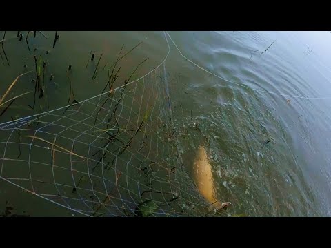 САЗАН, ЗМЕЙ ГОЛОВ, КАРАСЬ,  в мутной после дождя воде на паук подъемник.