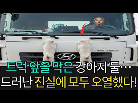구조를 요청하듯 트럭 앞을 막은 하얀 강아지 둘… 운전자가 발견한 진실에 모두의 가슴이 무너졌다!