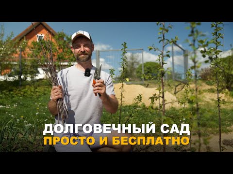 ДВА ПРОСТЫХ СПОСОБА ПРИВИВКИ ПЛОДОВЫХ ДЕРЕВЬЕВ. Прививка плодовых деревьев в расщеп и за кору.