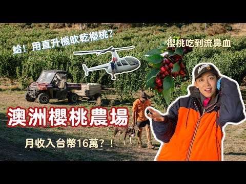 澳洲打工度假｜櫻桃農場集簽工作🍒月收入近16萬台幣要繳多少稅？如何找農場工作？開箱農舍環境🐭法國室友🇫🇷Working Holiday Australia｜Hi I'm Emma
