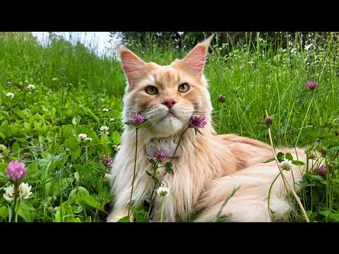 Explore the Grassy Hills With Buster!