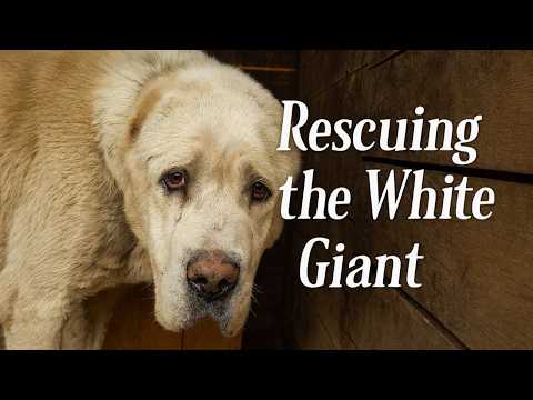 Found on the Highway, Out of Strength… Meet Our Alabai Giant🤍🐾