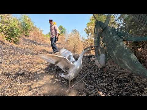 Outdoor Adventure Camping met two geese is attaching to the thorn.