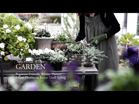 【初冬に植える】5月までずっと咲き続ける最強の花。パンジー・ビオラ・アリッサムで初心者向けおしゃれな寄せ植え＆プランター作り