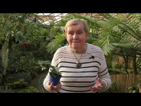 Папоротник Хемионитис. А так же подробно о субстрате для растений.