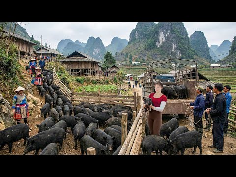 Harvesting GIANT Pigs - Selling 630KG Hogs After 3 Months & Prep Land for Planting