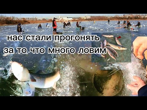 ЭТИ ОГРОМНЫЕ РЫБЫ просто разорвали мои ХАПУГИ #рыбалка #fishing #낚시 #carpfishing