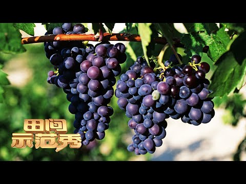 好肥种出好葡萄！专家公开神秘配方，看看种植葡萄的专用肥料到底长啥样？|「田间示范秀」20221129