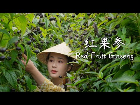 Red Fruit Ginseng — A Mysterious Red Fruit from the Yunling Mountains [Yunnan Brother]
