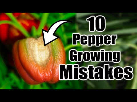 10 Pepper Growing Mistakes