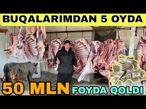 O'ZIMNI BUQALARIMNI 59 % BERDI XARAJATLARI VA SOF FOYDASI QANCHA BO'LDI