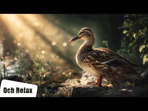 Relaxing Morning Music with Bird Sounds: Quiet Rising | Beautiful Piano Music