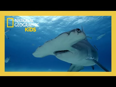 Mega Hammerhead Full Episode | @natgeokids