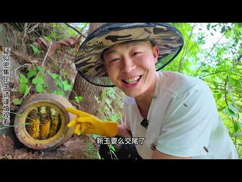 年年来蜂的诱蜂桶 择日不如撞日,诱蜂桶新王刚刚交尾回家。#诱蜂桶 #诱蜂蜡 #养蜂人的点点滴滴 #邓师傅养蜂 #户外收蜂